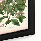 Vintage Botanical Art Print – Santalum Album with Red Flowers