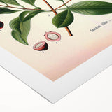 Vintage Botanical Art Print – Santalum Album with Red Flowers