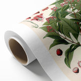 Vintage Botanical Art Print – Santalum Album with Red Flowers