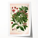 Vintage Botanical Art Print – Santalum Album with Red Flowers