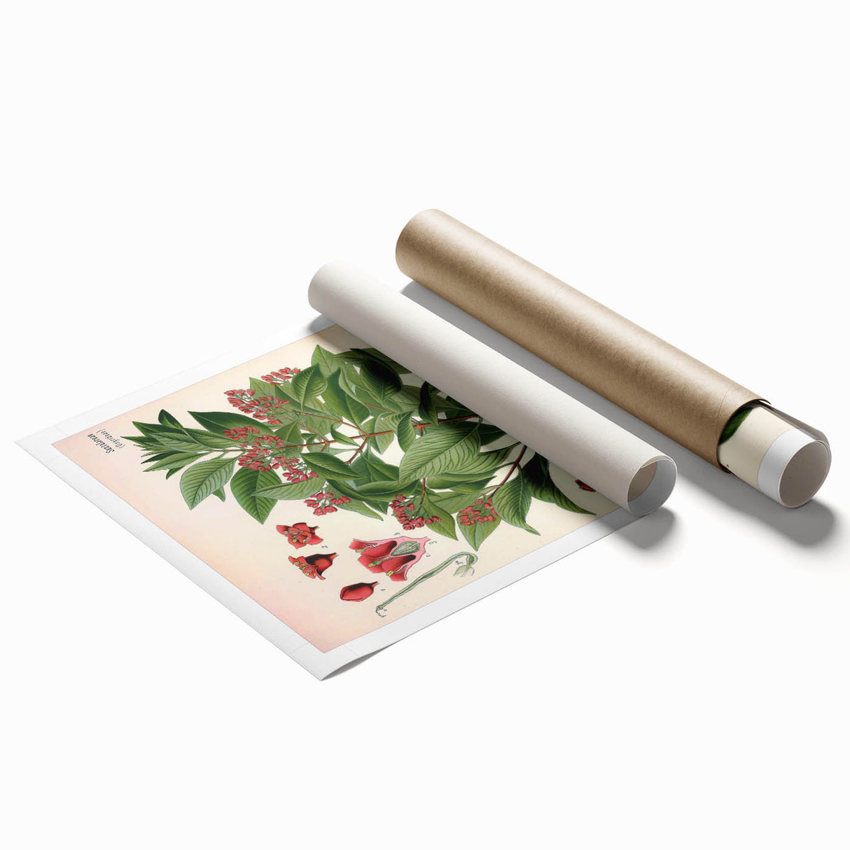 Vintage Botanical Art Print – Santalum Album with Red Flowers