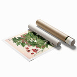 Vintage Botanical Art Print – Santalum Album with Red Flowers