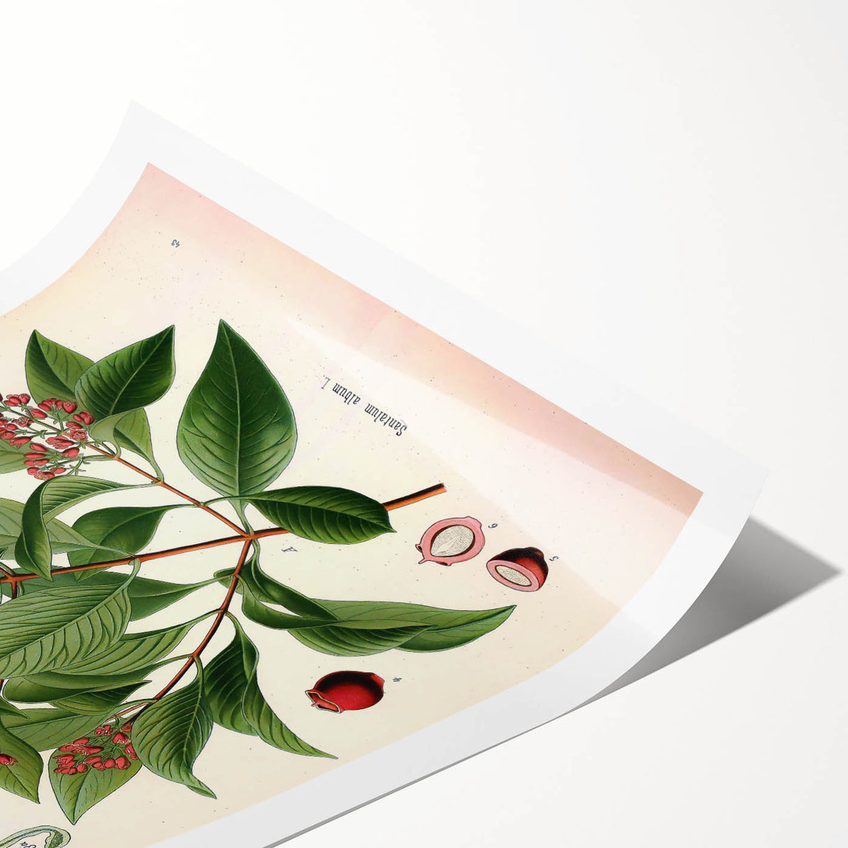 Vintage Botanical Art Print – Santalum Album with Red Flowers