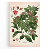 Vintage Botanical Art Print – Santalum Album with Red Flowers