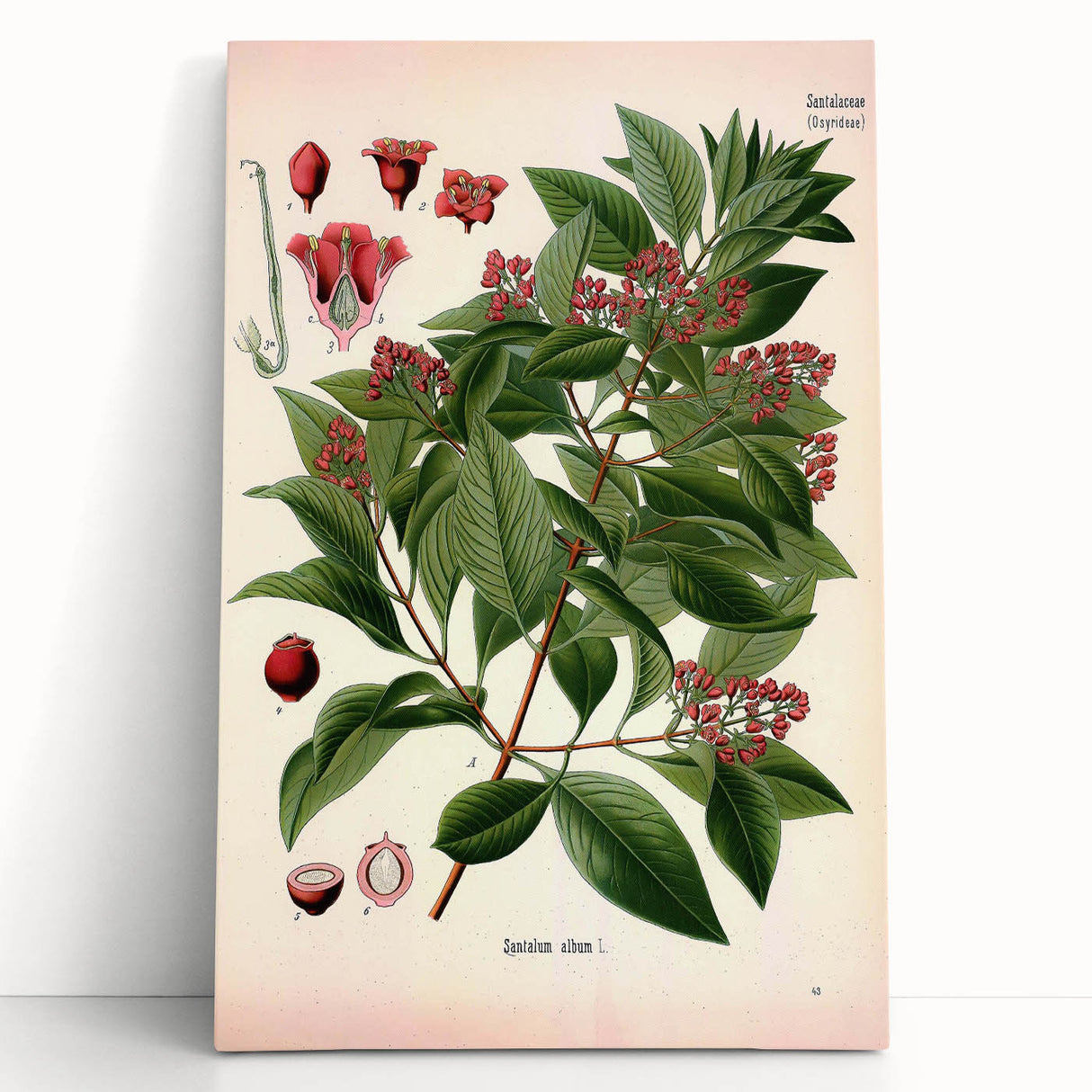 Vintage Botanical Art Print – Santalum Album with Red Flowers
