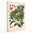 Vintage Botanical Art Print – Santalum Album with Red Flowers
