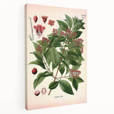 Vintage Botanical Art Print – Santalum Album with Red Flowers