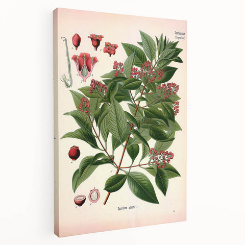 Vintage Botanical Art Print – Santalum Album with Red Flowers