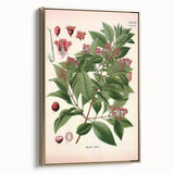 Vintage Botanical Art Print – Santalum Album with Red Flowers