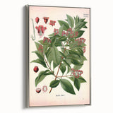 Vintage Botanical Art Print – Santalum Album with Red Flowers