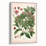 Vintage Botanical Art Print – Santalum Album with Red Flowers