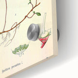 Vintage Botanical Art Print – Gaultheria Procumbens with Red Berries