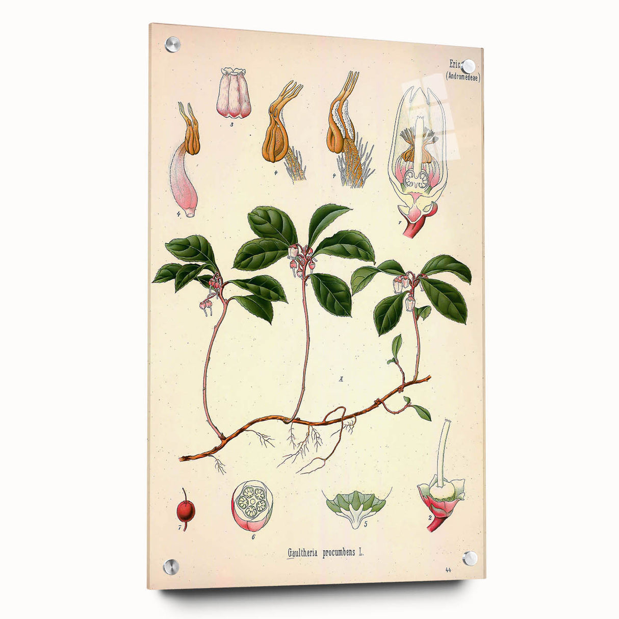 Vintage Botanical Art Print – Gaultheria Procumbens with Red Berries