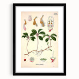 Vintage Botanical Art Print – Gaultheria Procumbens with Red Berries
