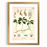 Vintage Botanical Art Print – Gaultheria Procumbens with Red Berries