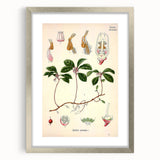 Vintage Botanical Art Print – Gaultheria Procumbens with Red Berries