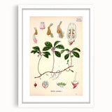 Vintage Botanical Art Print – Gaultheria Procumbens with Red Berries