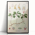 Vintage Botanical Art Print – Gaultheria Procumbens with Red Berries