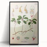 Vintage Botanical Art Print – Gaultheria Procumbens with Red Berries