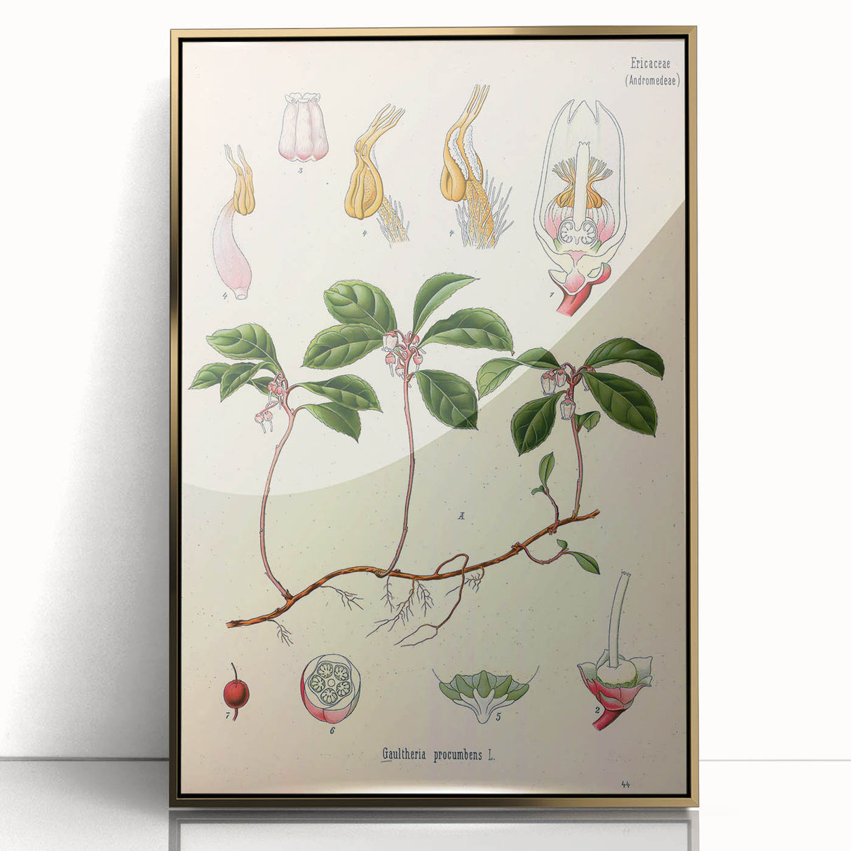 Vintage Botanical Art Print – Gaultheria Procumbens with Red Berries