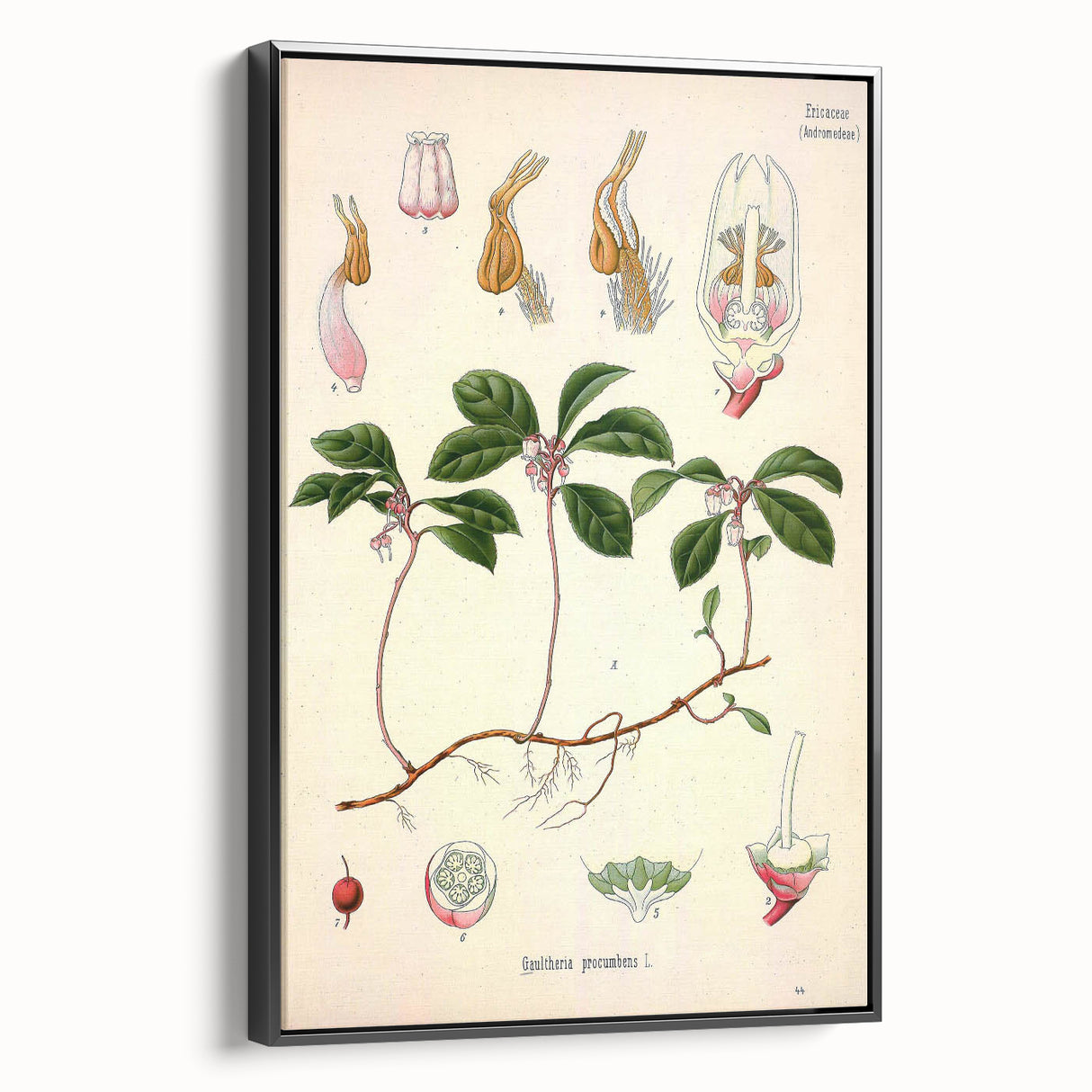 Vintage Botanical Art Print – Gaultheria Procumbens with Red Berries