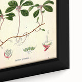 Vintage Botanical Art Print – Gaultheria Procumbens with Red Berries