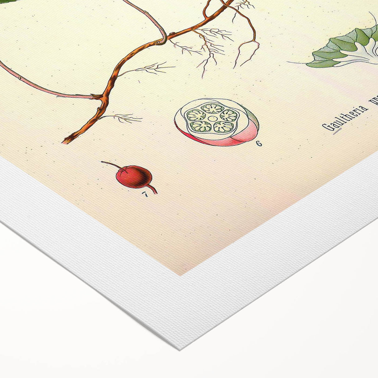 Vintage Botanical Art Print – Gaultheria Procumbens with Red Berries