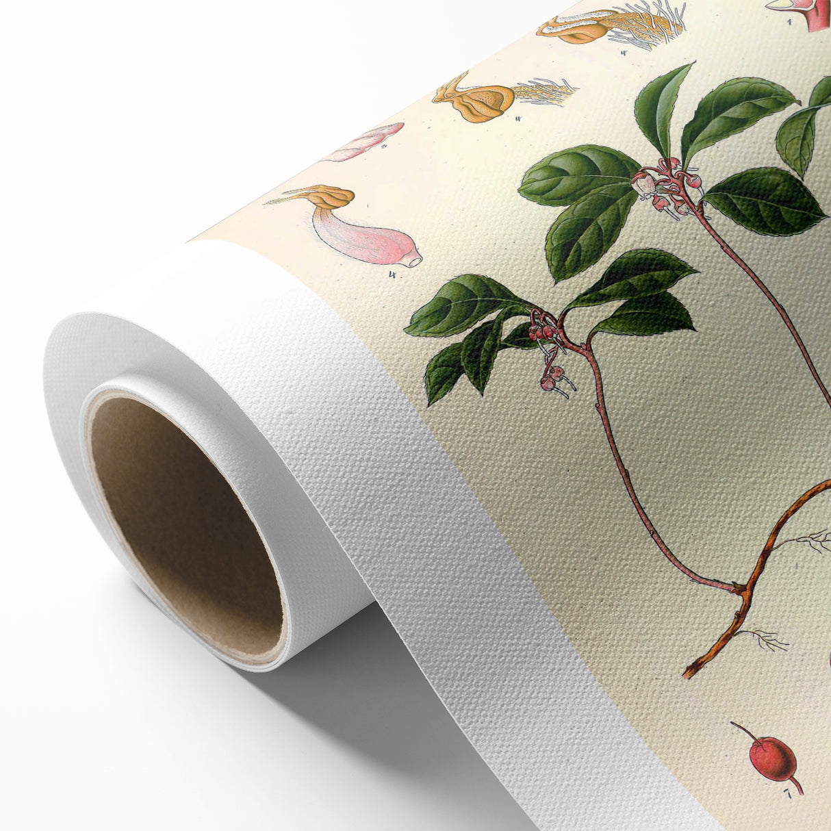 Vintage Botanical Art Print – Gaultheria Procumbens with Red Berries