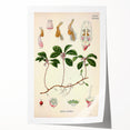 Vintage Botanical Art Print – Gaultheria Procumbens with Red Berries