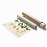 Vintage Botanical Art Print – Gaultheria Procumbens with Red Berries