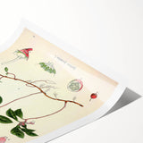 Vintage Botanical Art Print – Gaultheria Procumbens with Red Berries