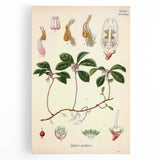Vintage Botanical Art Print – Gaultheria Procumbens with Red Berries