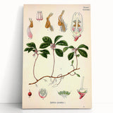 Vintage Botanical Art Print – Gaultheria Procumbens with Red Berries