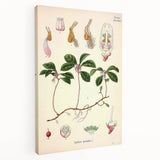 Vintage Botanical Art Print – Gaultheria Procumbens with Red Berries