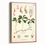 Vintage Botanical Art Print – Gaultheria Procumbens with Red Berries