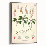 Vintage Botanical Art Print – Gaultheria Procumbens with Red Berries