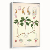 Vintage Botanical Art Print – Gaultheria Procumbens with Red Berries