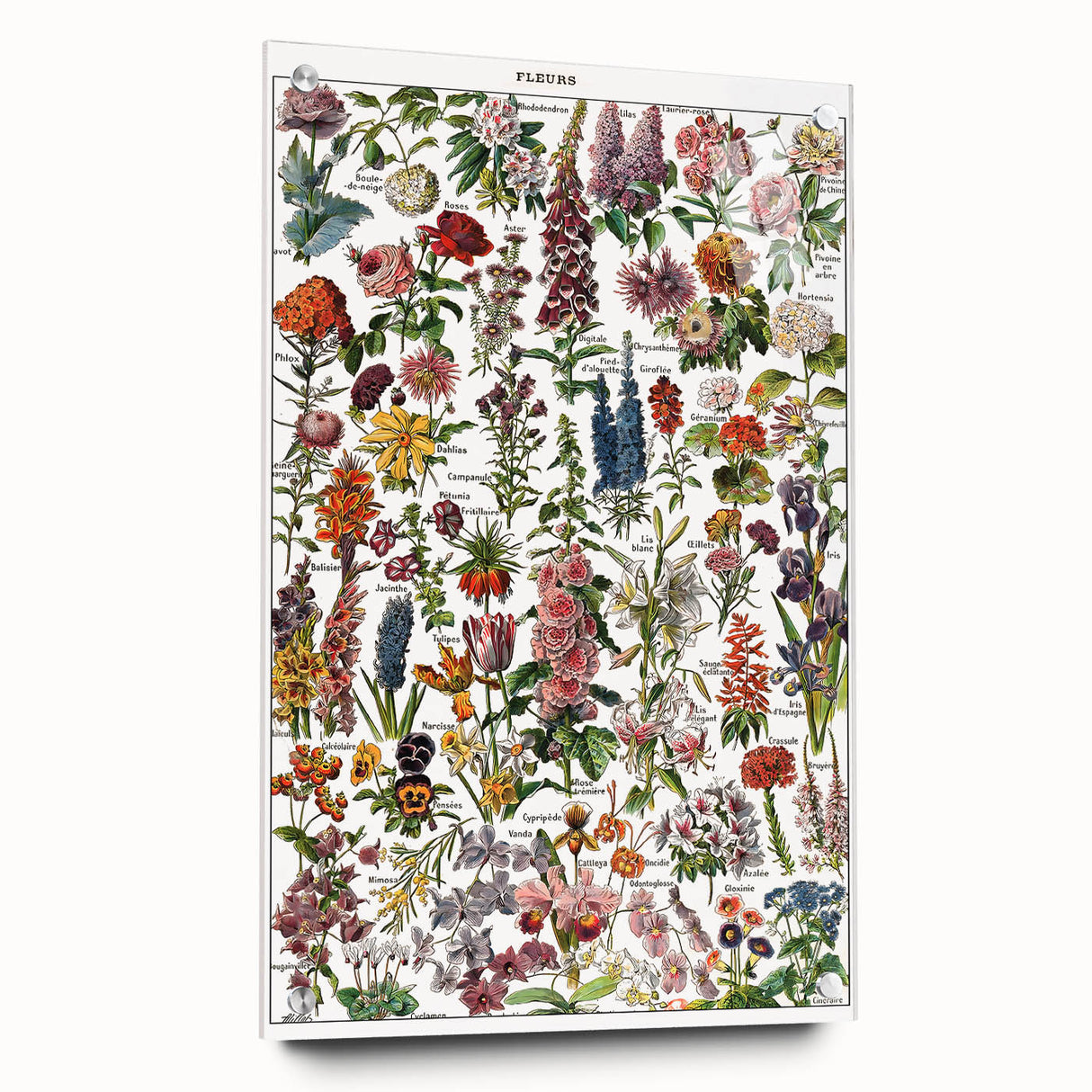 Vintage Botanical Art Print – Stunning Floral Collection