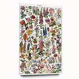 Vintage Botanical Art Print – Stunning Floral Collection