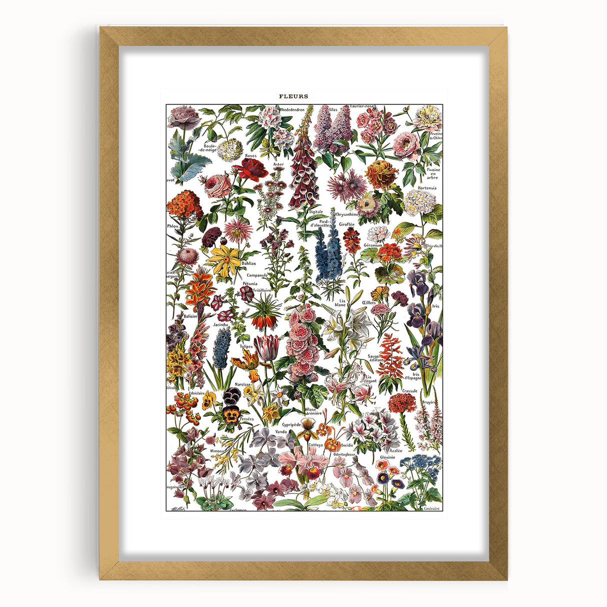 Vintage Botanical Art Print – Stunning Floral Collection