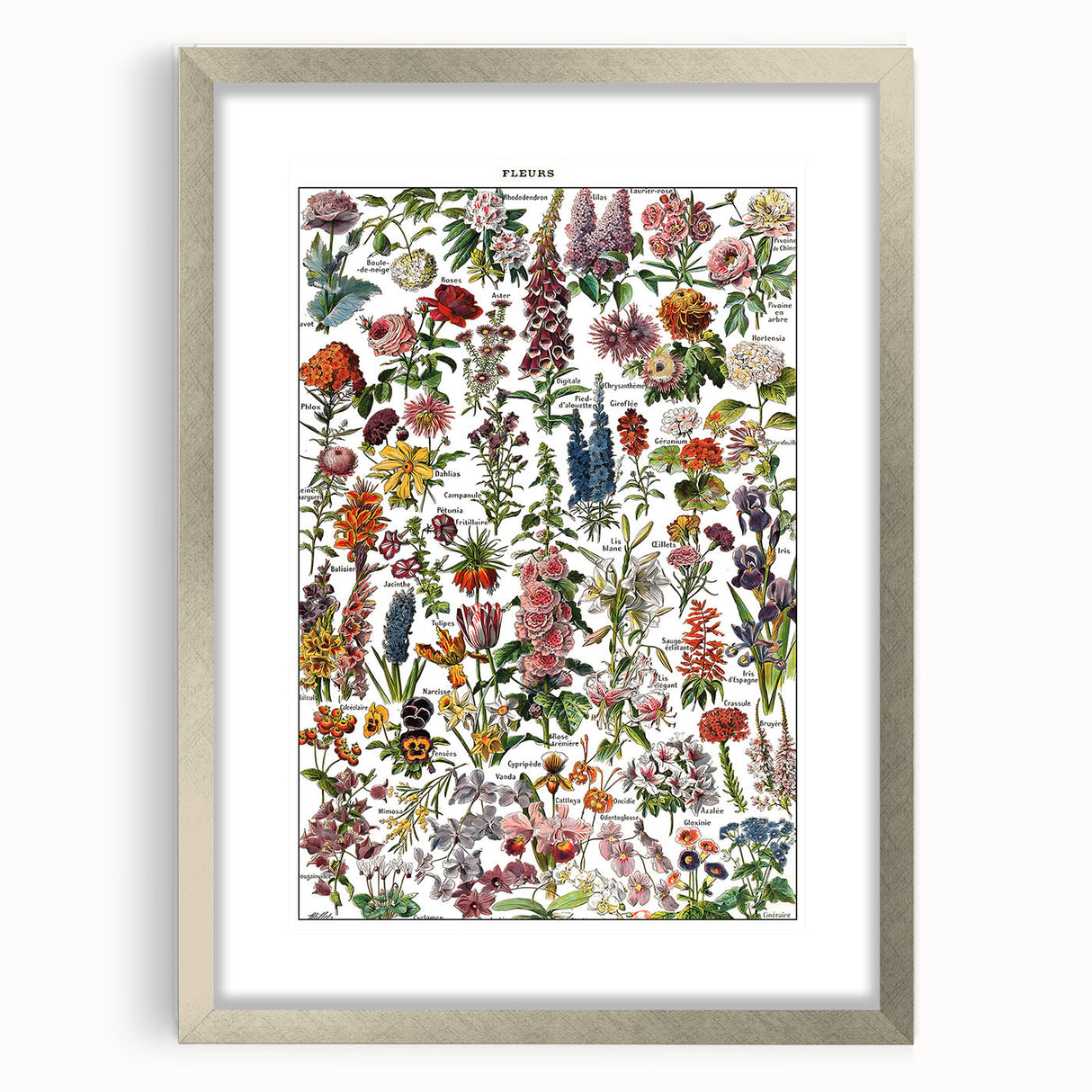 Vintage Botanical Art Print – Stunning Floral Collection