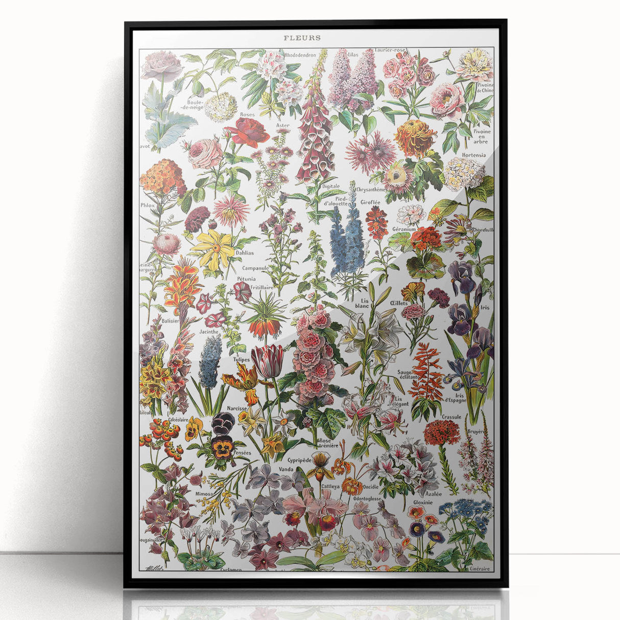 Vintage Botanical Art Print – Stunning Floral Collection