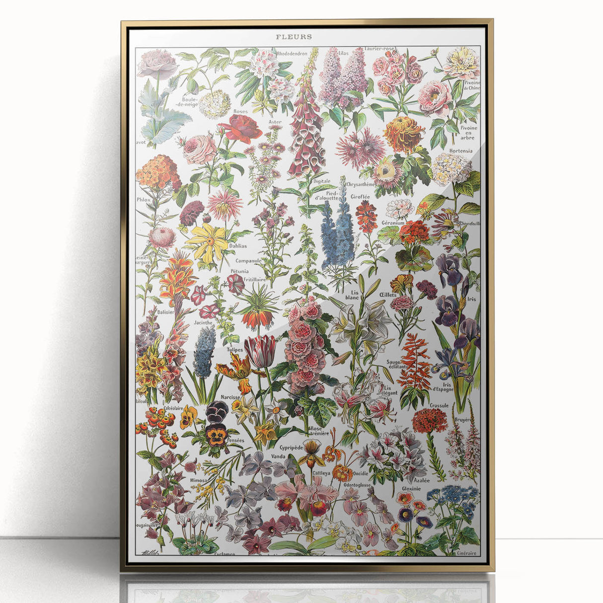Vintage Botanical Art Print – Stunning Floral Collection
