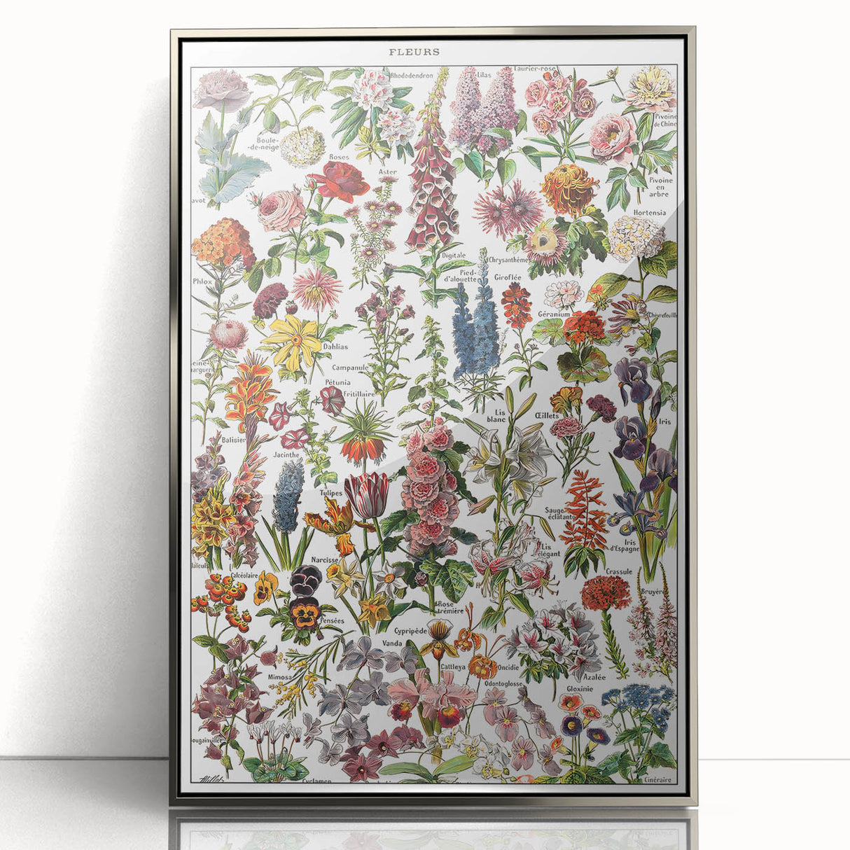 Vintage Botanical Art Print – Stunning Floral Collection