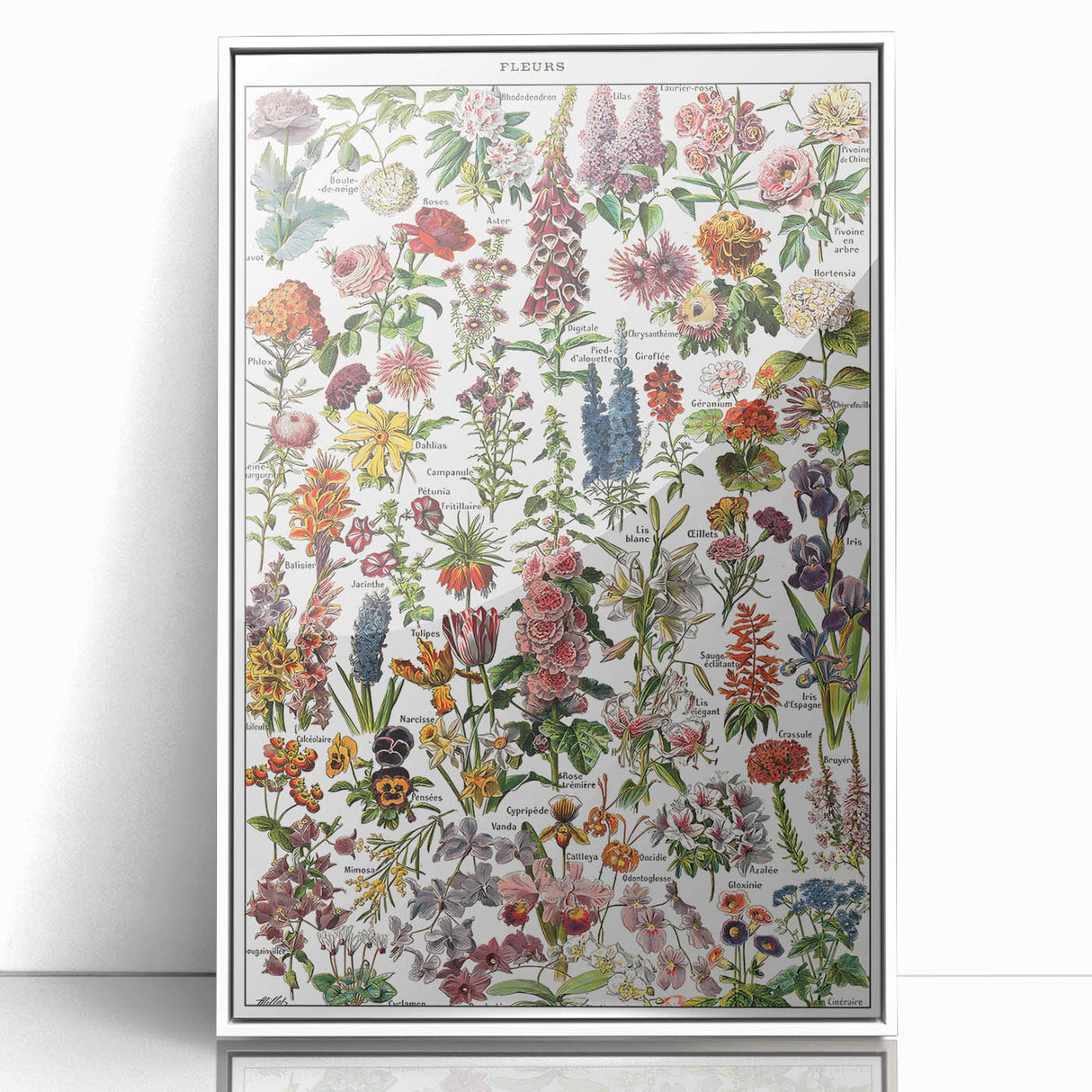 Vintage Botanical Art Print – Stunning Floral Collection