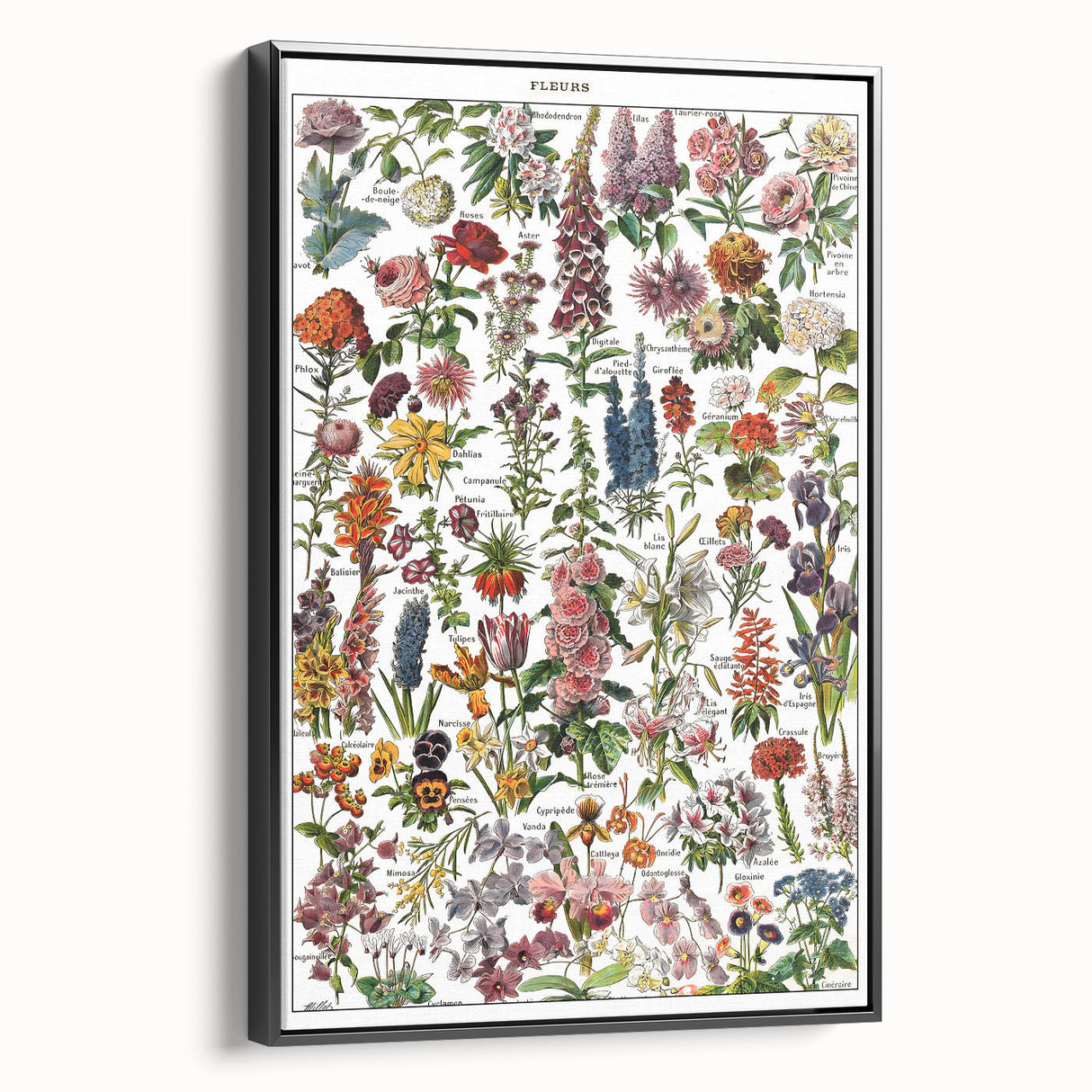 Vintage Botanical Art Print – Stunning Floral Collection