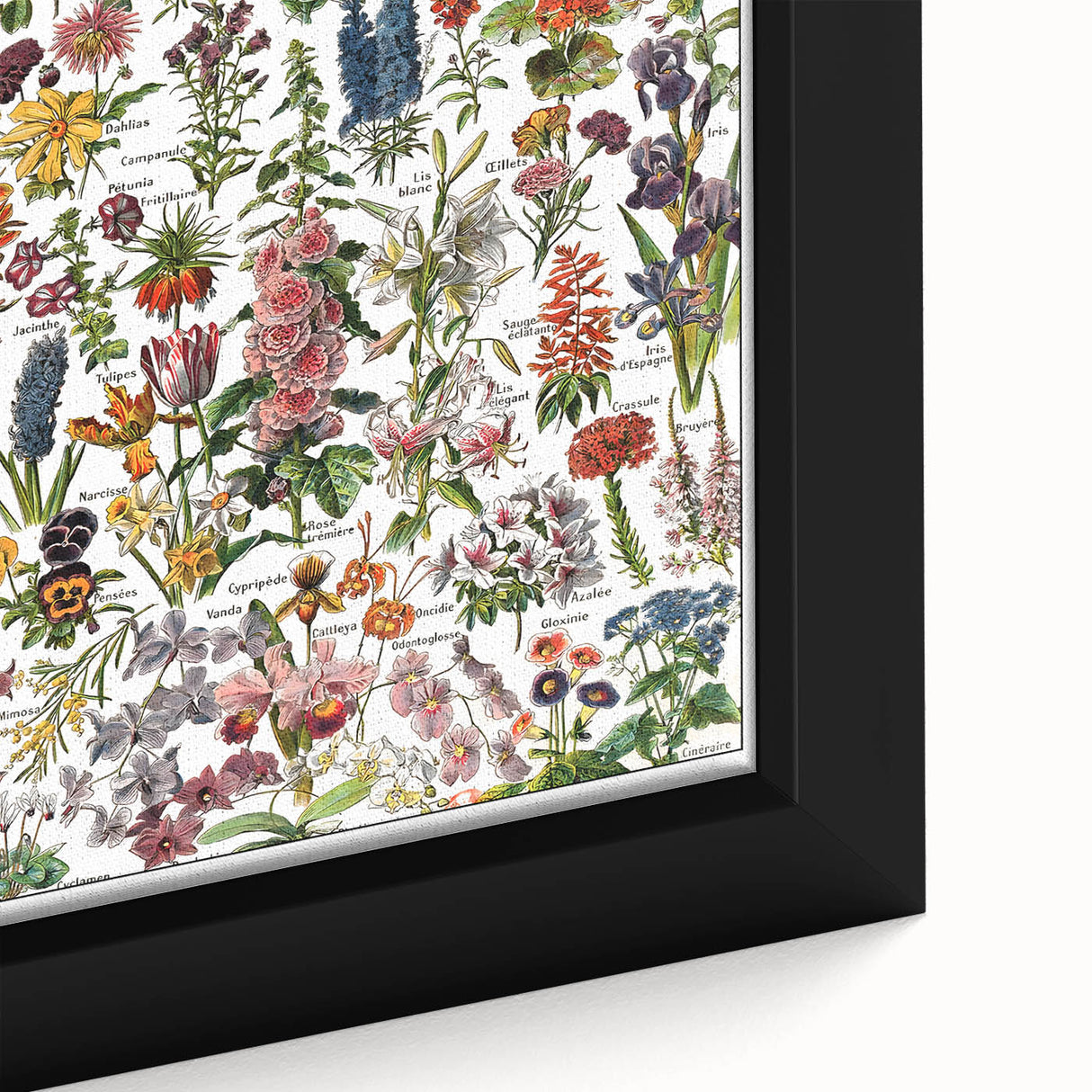 Vintage Botanical Art Print – Stunning Floral Collection