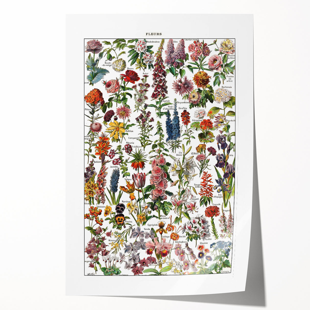 Vintage Botanical Art Print – Stunning Floral Collection