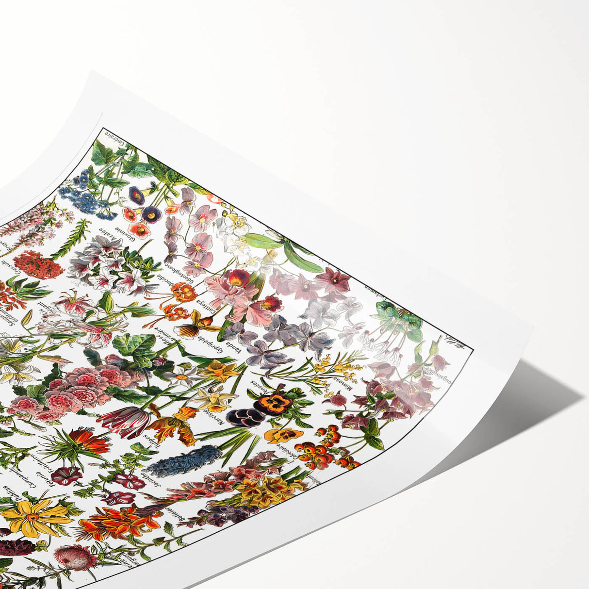 Vintage Botanical Art Print – Stunning Floral Collection