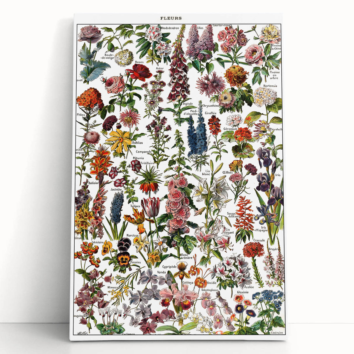 Vintage Botanical Art Print – Stunning Floral Collection